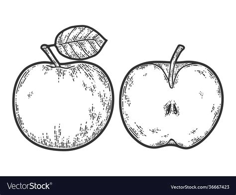 Apple fruit set whole half cut sketch scratch Vector Image