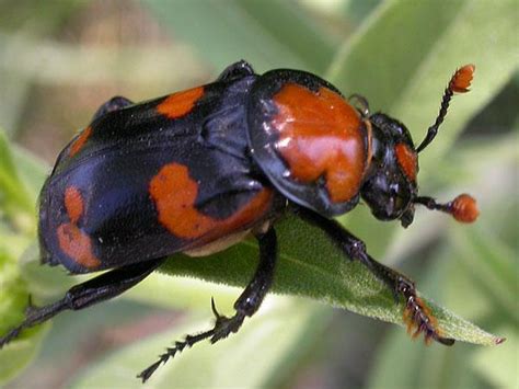 American Burying Beetle: Identification, Life Cycle, Facts & Pictures