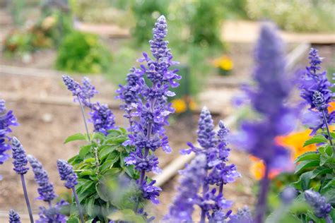 Victoria Blue Salvia: Plant Care & Growing Guide