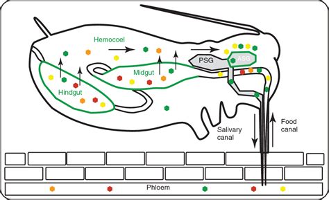 [PDF] Plant Virus Transmission by Insects | Semantic Scholar