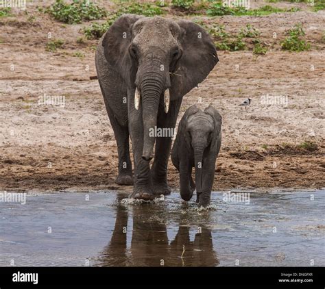 Elephants in Serengeti National Park, Tanzania Stock Photo - Alamy