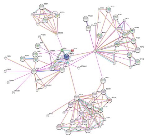 Graphminator: STRING Protein Protein Interaction Database