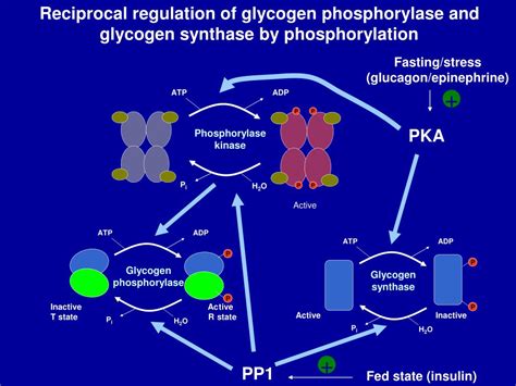 Phosphorylation Of Glycogen Synthase