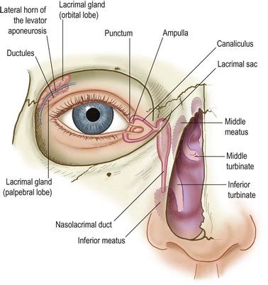 Eyelid Anatomy and Function | Ento Key