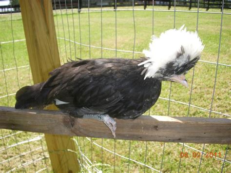 Chicken roosts | BackYard Chickens