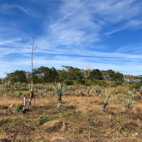 A sisal plantation in Mexico