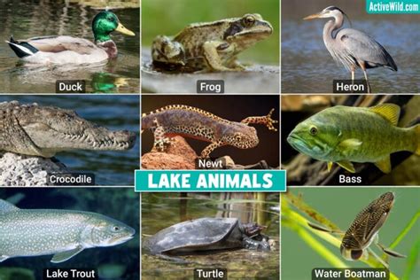 Animals That Live In A Lake: Lake Animals Pictures & Facts