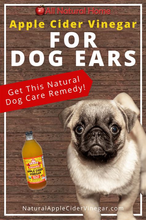 Apple Cider Vinegar for Dog Ears Home Remedy - All Natural Home | Dogs ears infection, Dog ear ...