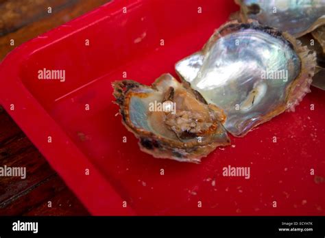 Cultured pearl grown in an oyster on a pearl farm in Ha Long Bay, Vietnam Stock Photo - Alamy