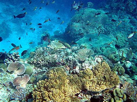 File:Coral reefs in papua new guinea.JPG - Wikimedia Commons