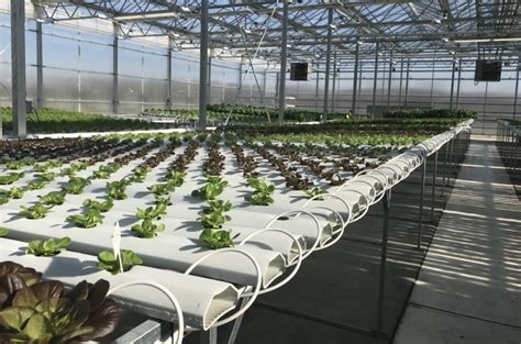 Growing Greenhouse Produce - Greenhouse Product News