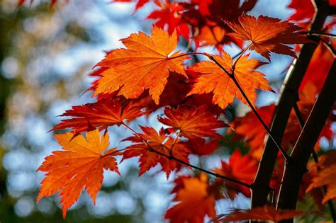 6 Types of Maple Trees in Michigan (With Pictures) | House Grail