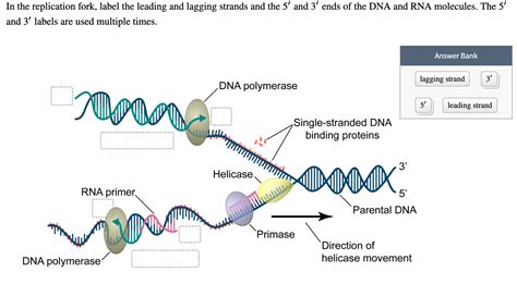 Label The Parts Of The Dna Replication Fork