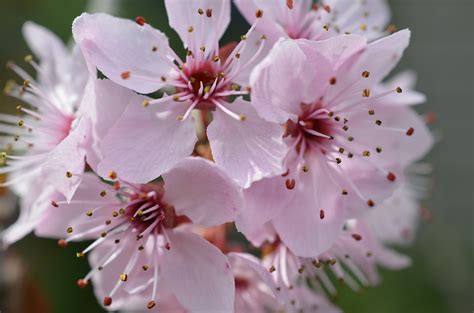 Flor De Cerezo Blanco Significado - Solo Para Adultos En Honduras