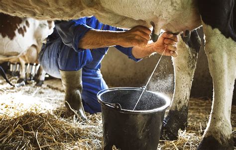 Cow Milk Production Process