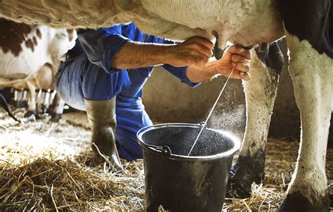 Cow Milk Production Process