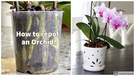 Orchid Care Repotting