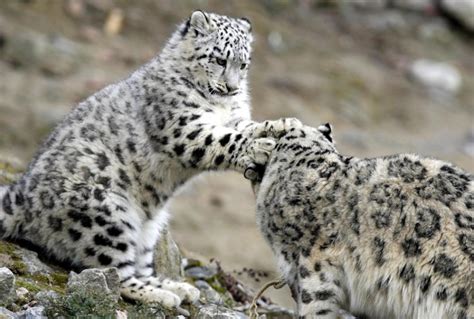 Filming Snow Leopards in the Himalaya of Nepal - Events - Universe