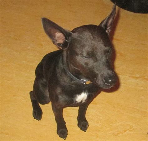 Pumba – 2 year old male Whippet cross Jack Russell Terrier dog for adoption