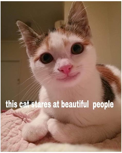 https://imgur.com/gallery/DWwFHLi | Cat memes, Cute cat gif, Cats