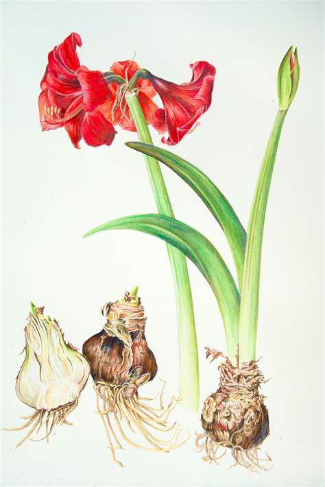 Botanical painting, Botanical illustration watercolor, Botanical drawings