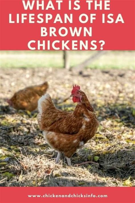 ISA Brown Chickens Lifespan (Factors Affecting Life Expectancy ...