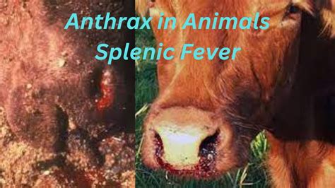 anthrax disease in cattle, diseases of cattle, anthrax disease, anthrax in cattle, anthrax ...