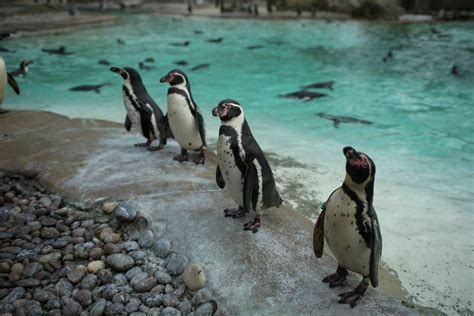 Finding love among the gay penguins at London Zoo - GLOBAL HEROES MAGAZINE