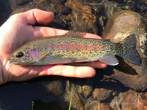 Young Rainbow Trout Picture and Information - The Jump