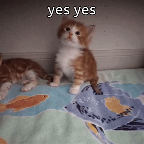 Cat Kitten GIF - Cat Kitten Yes - Discover & Share GIFs