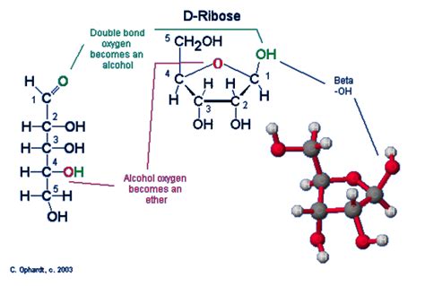 Ribose - Chemistry LibreTexts