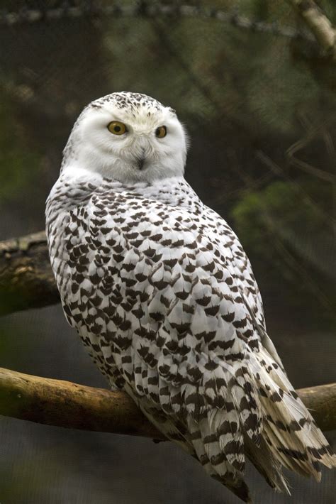 Snowy in August? A pair of snowy owl chicks have hatched!