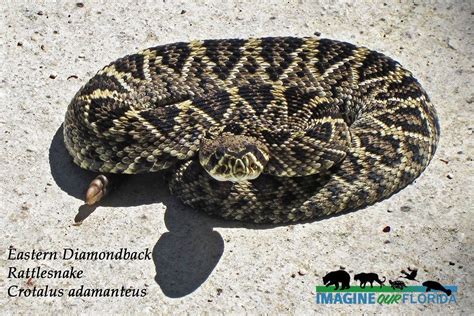 Are Eastern Diamondback Rattlesnakes Protected In Florida?