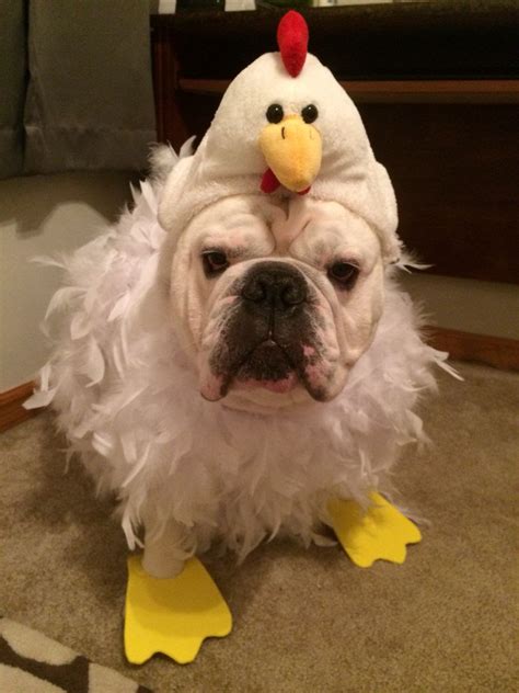 20 Unique Funny Dog Costumes For Halloween - FUNNY ANIMALS PICTURE