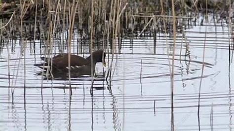 Common moorhen feeding - Stock Video Clip - K003/7874 - Science Photo ...