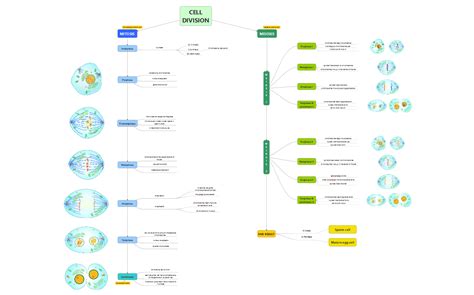 Cell Division Mind Map - iMindQ