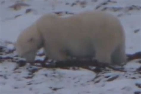 Polar Bears Churchill Canada Live Cam - Comments Reviews on theboatpeople.com Rafts, Catarafts ...