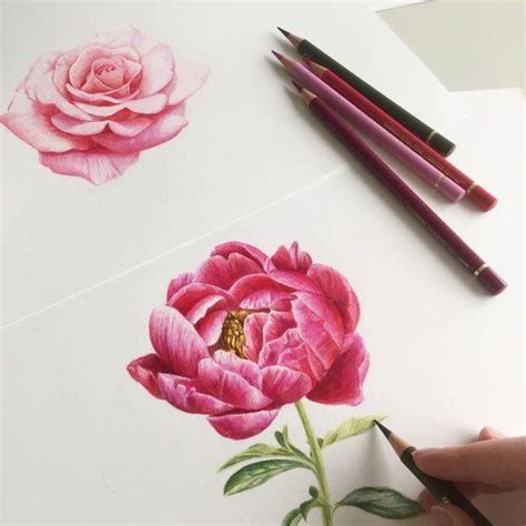 Flower drawing, Drawings, Color pencil art