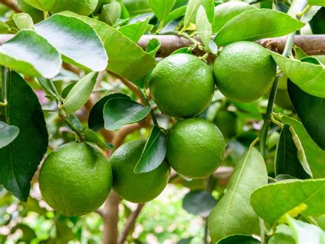 Harvesting Limes - Learn How And When To Pick A Lime | Gardening Know How