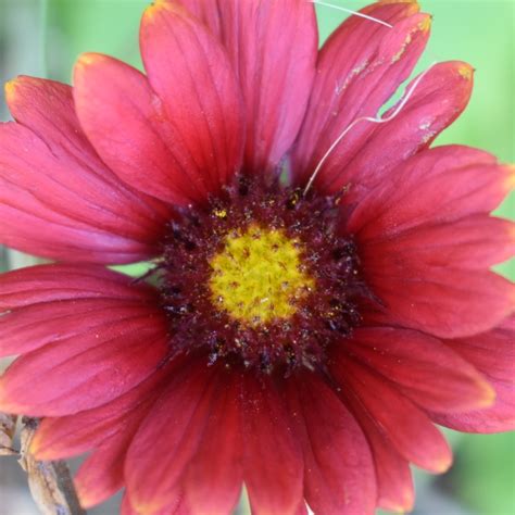 Gaillardia x grandiflora 'Burgunder' syn. Gaillardia 'Burgunder', Gaillardia x grandiflora ...