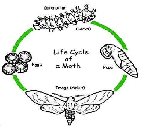 Life Cycle Of A Moth