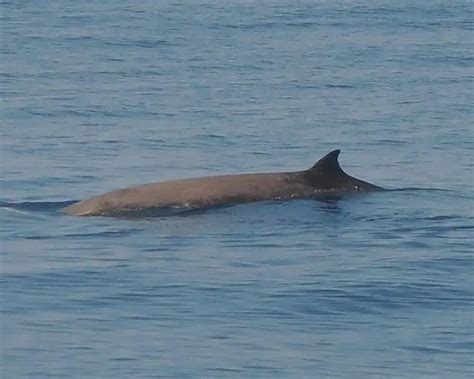 Cuvier's Beaked Whale - Facts, Diet, Habitat & Pictures on Animalia.bio