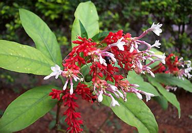 Sarpagandha Plant - Rauwolfia serpentina - Uses, Benefits & Side efects