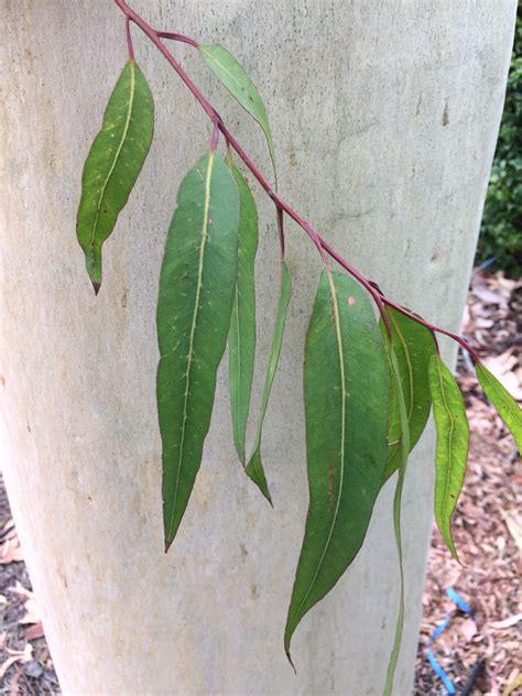 Trees Saved on Welshpool Road | Welshpool Road East: Gum Trees (Wattle ...