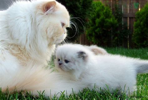 Persian Cat Breeds : Biological Science Picture Directory – Pulpbits.net