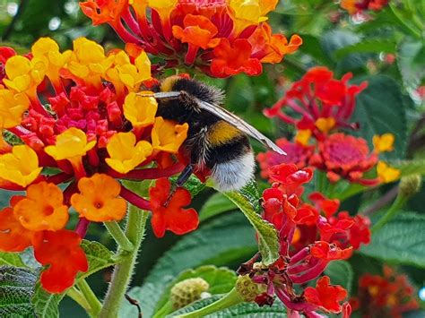 Bumblebee Bee Pollination - Free photo on Pixabay - Pixabay