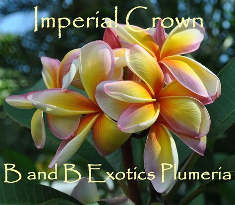 IMPERIAL CROWN PLUMERIA RUBRA SEEDS - 5 SEEDS