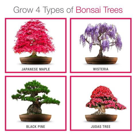 Grow Your own Bonsai kit - Easily Grow 4 Types of Bonsai Trees with Our ...