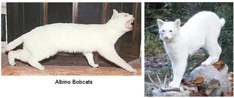 Albino Bobcat