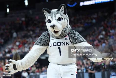 Connecticut Huskies Mascot Photos and Premium High Res Pictures - Getty ...